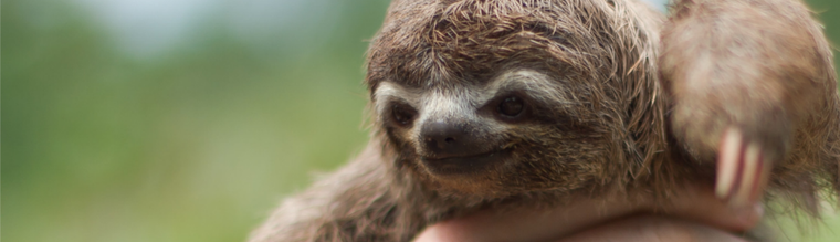 Being a Perfect Yoga Sloth & How It Can Help You Today - RainbowYogaTraining